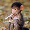 Smoke weed every day SmokingMonkeyjaja.jpg